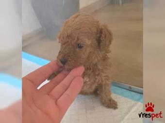 Ράτσα: Γκόλντεν Ριτρίβερ - Golden Retriever | Ηλικία: 2,5 μηνών | Φύλο: Αρσενικό | Αρ. Microchip: 67890234567 | Εκπαιδευμένο | Περιοχή: Αθήνα, Αττική